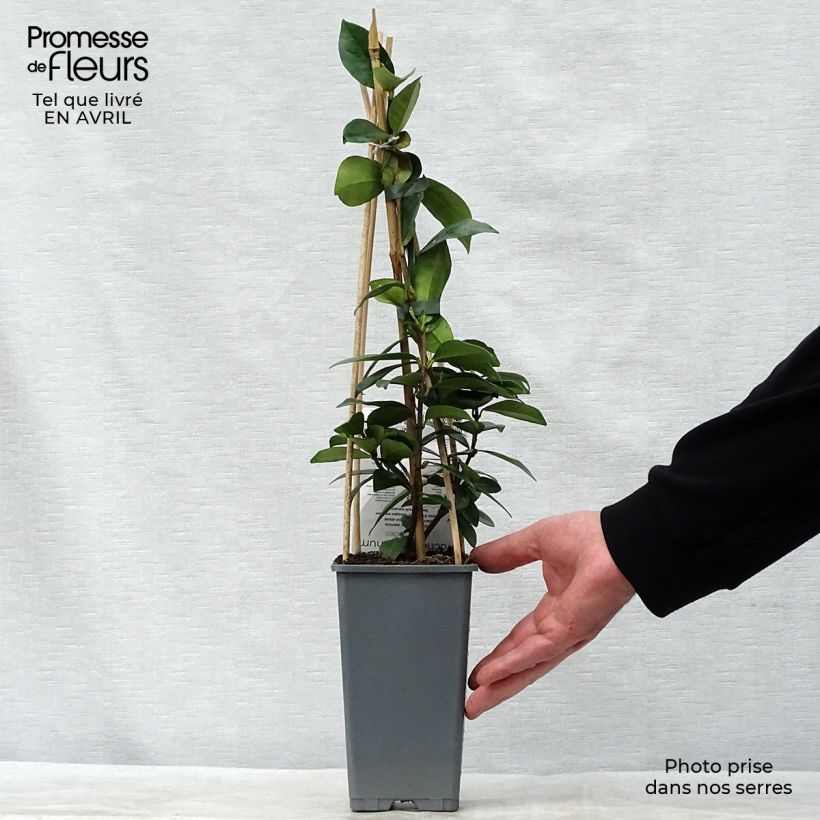 Jazmín de leche - Trachelospermum jasminoides Maceta 2L/3L Ejemplar entregado en la primavera