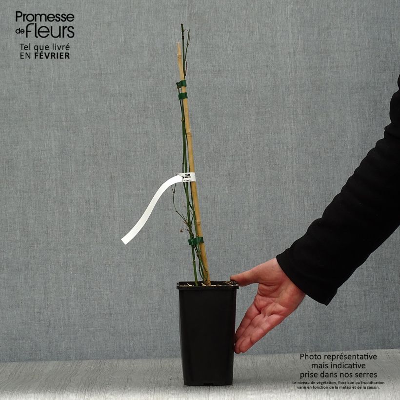 Jazmín común Affinis - Jasminum officinalis Maceta 1,5L/2L Ejemplar entregado en invierno