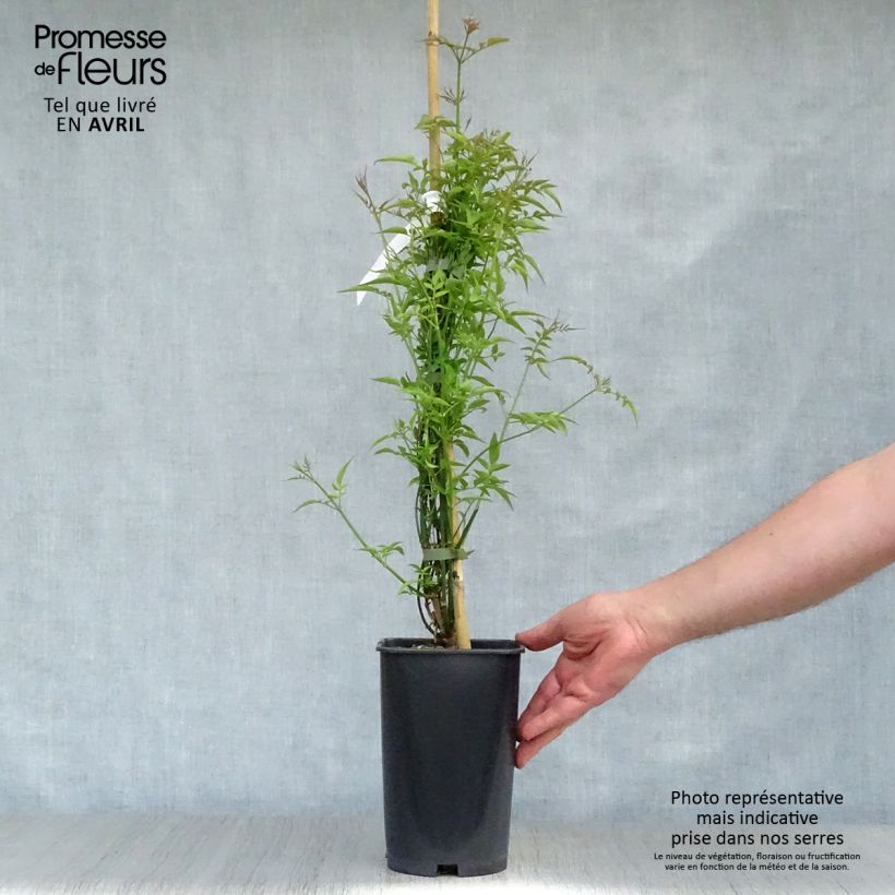 Jazmín común - Jasminum officinale Maceta 2L/3L Ejemplar entregado en la primavera