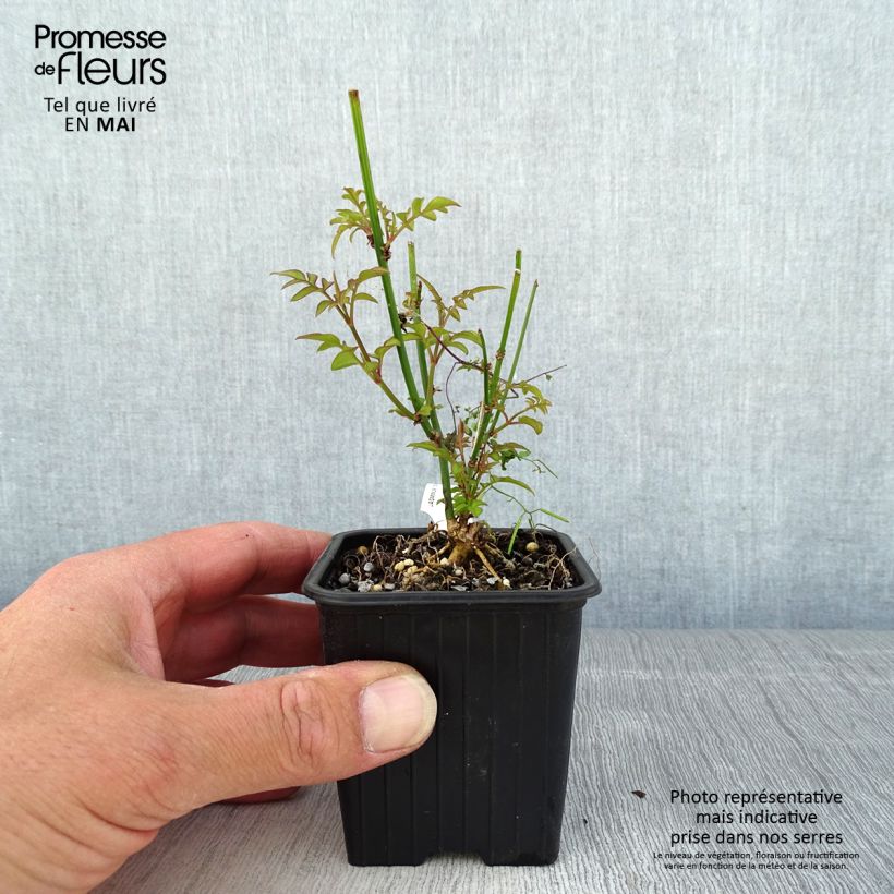 Jazmín común - Jasminum officinale Maceta de 8/9 cm Ejemplar entregado en la primavera