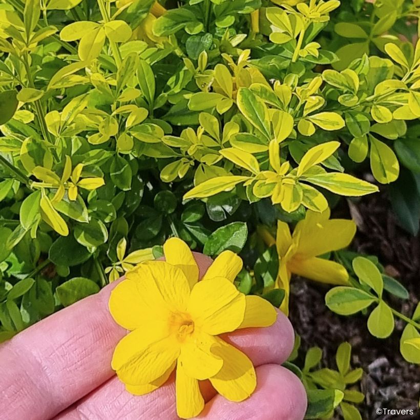 Jazmín de primavera Goldtouch - Jasminum mesnyi  (Floración)