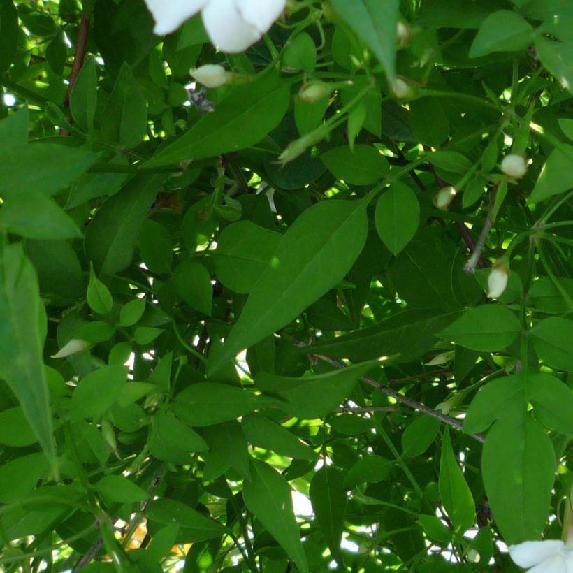 Jazmín común - Jasminum officinale (Follaje)