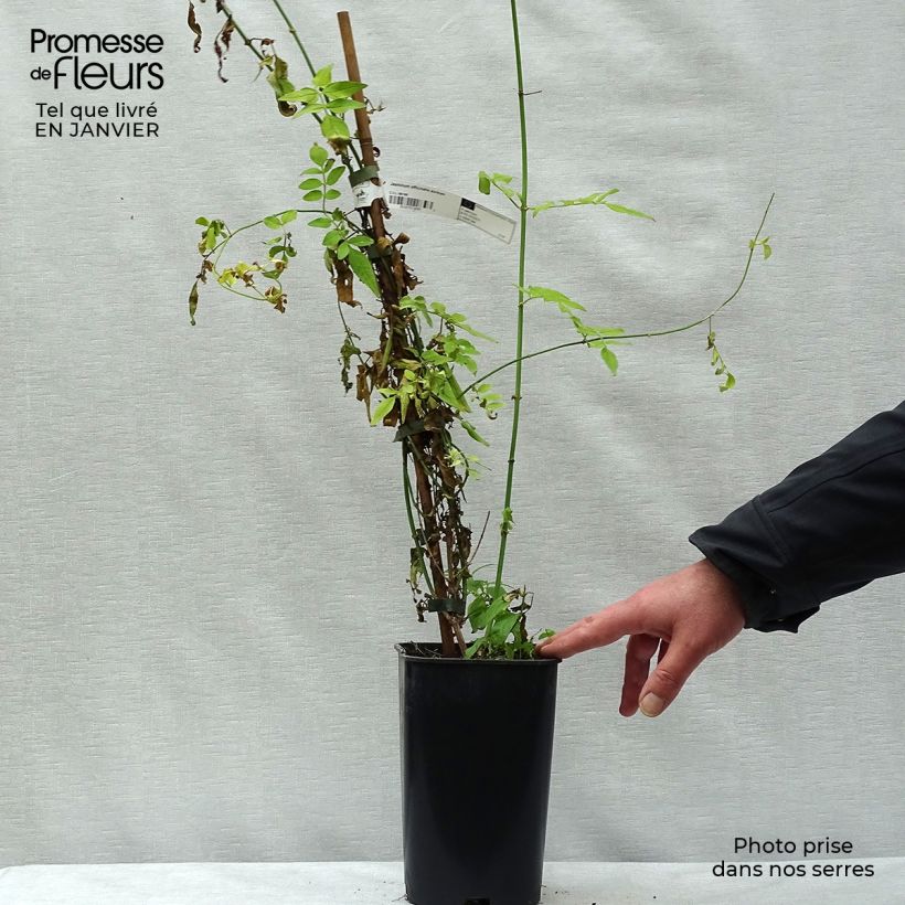 Jasmin blanc - Jasminum officinale Aureum Ejemplar entregado en invierno