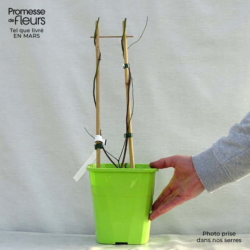 Jazmín común Clotted Cream - Jasminum officinale Maceta 1,5L/2L Ejemplar entregado en la primavera