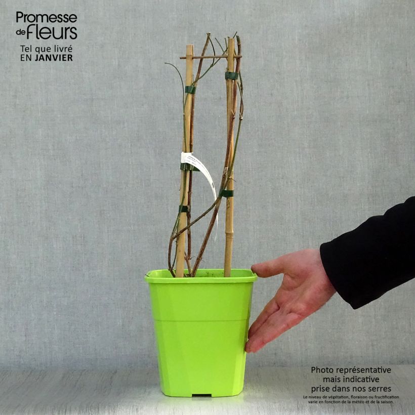 Jazmín común Clotted Cream - Jasminum officinale Maceta 1,5L/2L Ejemplar entregado en invierno