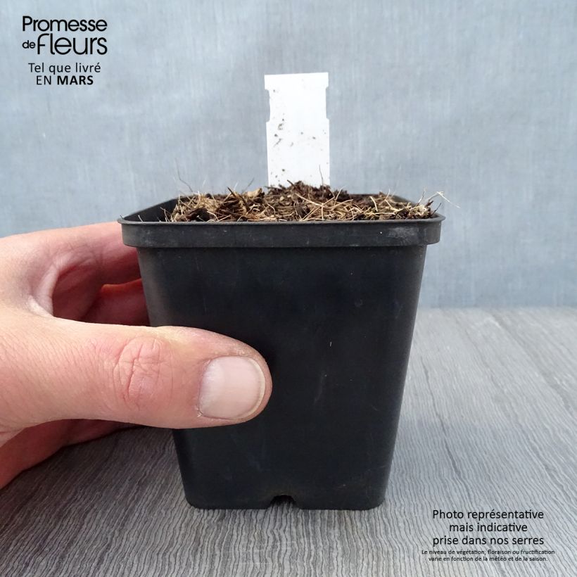 Jeffersonia diphylla Maceta de 8/9 cm Ejemplar entregado en la primavera