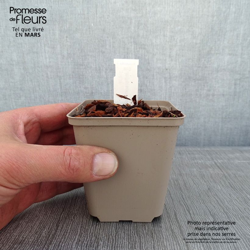 Jeffersonia diphylla Maceta de 8/9 cm Ejemplar entregado en invierno