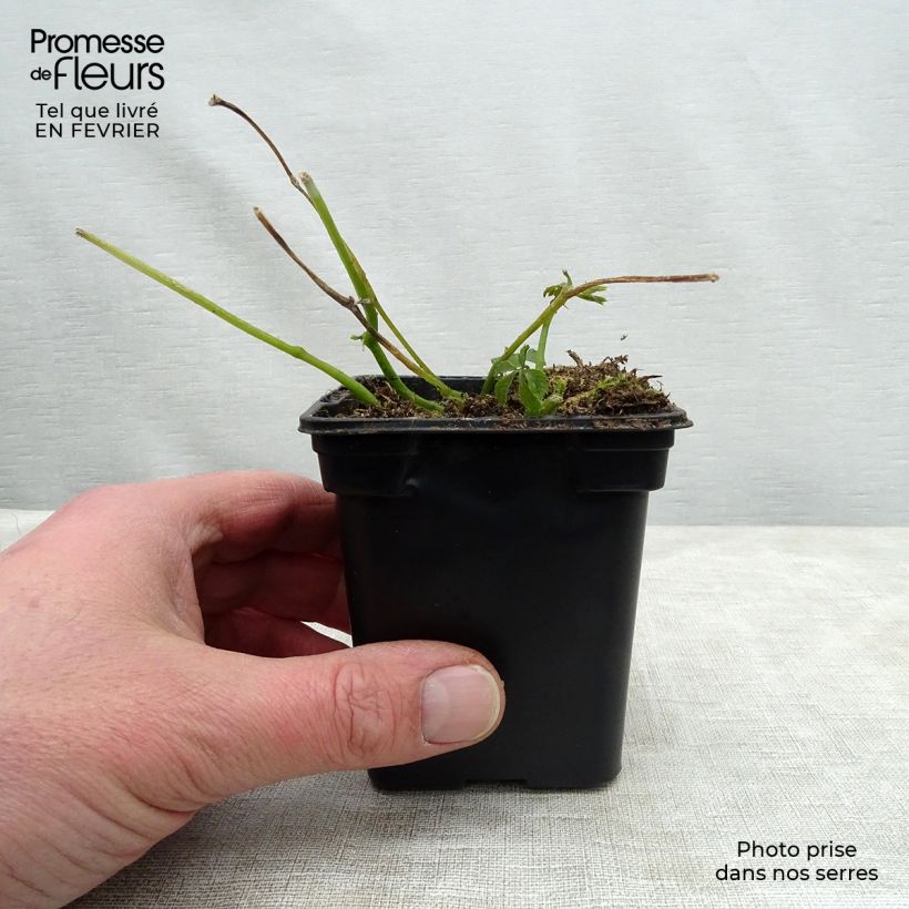 Yiaogulan BIO - Gynostemma pentaphyllum Maceta de 7/8 cm Ejemplar entregado en invierno