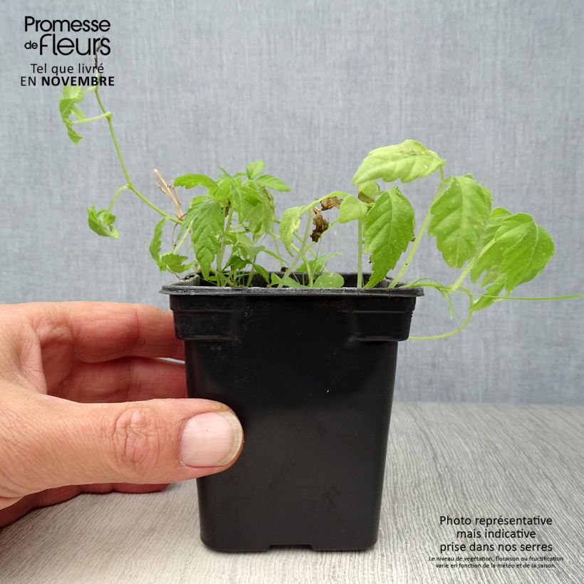 Ejemplar de Yiaogulan BIO - Gynostemma pentaphyllum Maceta de 7/8 cm entregado en otoño