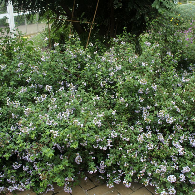 Jovellana violacea (Porte)