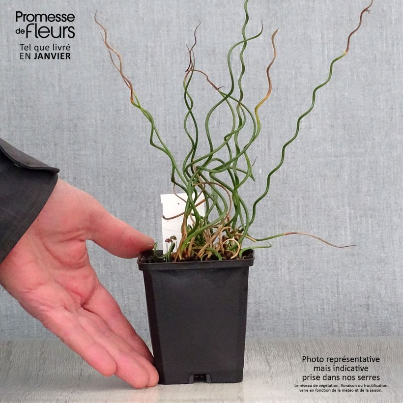 Juncus effusus Spiralis Maceta de 8/9 cm Ejemplar entregado en invierno