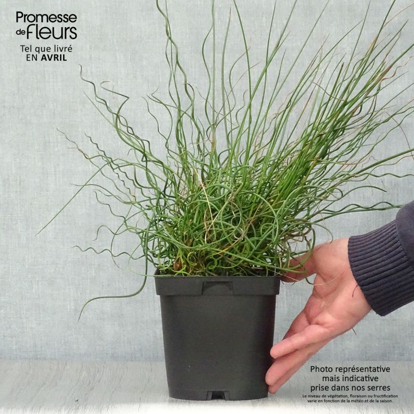 Juncus effusus Spiralis Maceta 2L/3L Ejemplar entregado en la primavera