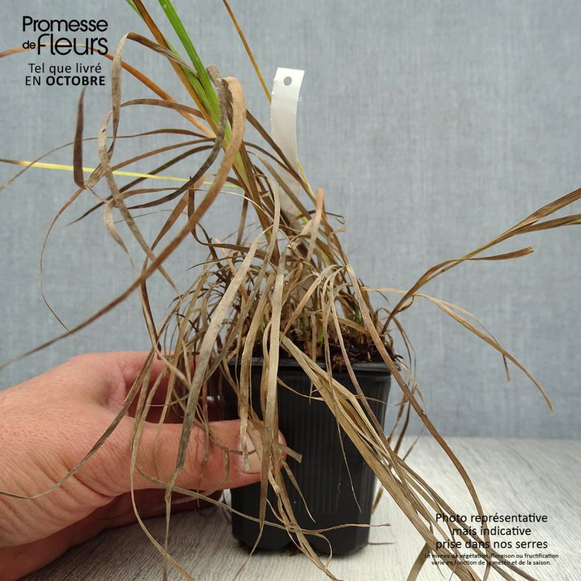 Ejemplar de Juncus ensifolius Maceta de 8/9 cm entregado en otoño