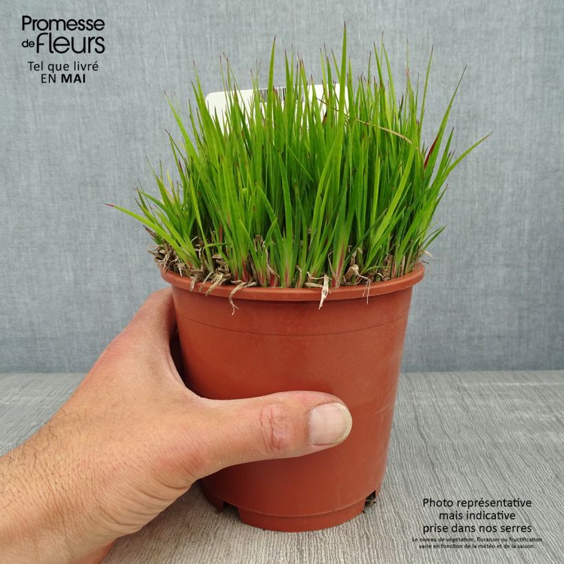 Juncus ensifolius Maceta 1L/1,5L Ejemplar entregado en la primavera