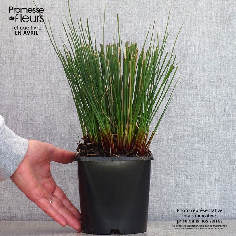 Juncus inflexus Blue Arrows Maceta 2L/3L Ejemplar entregado en la primavera