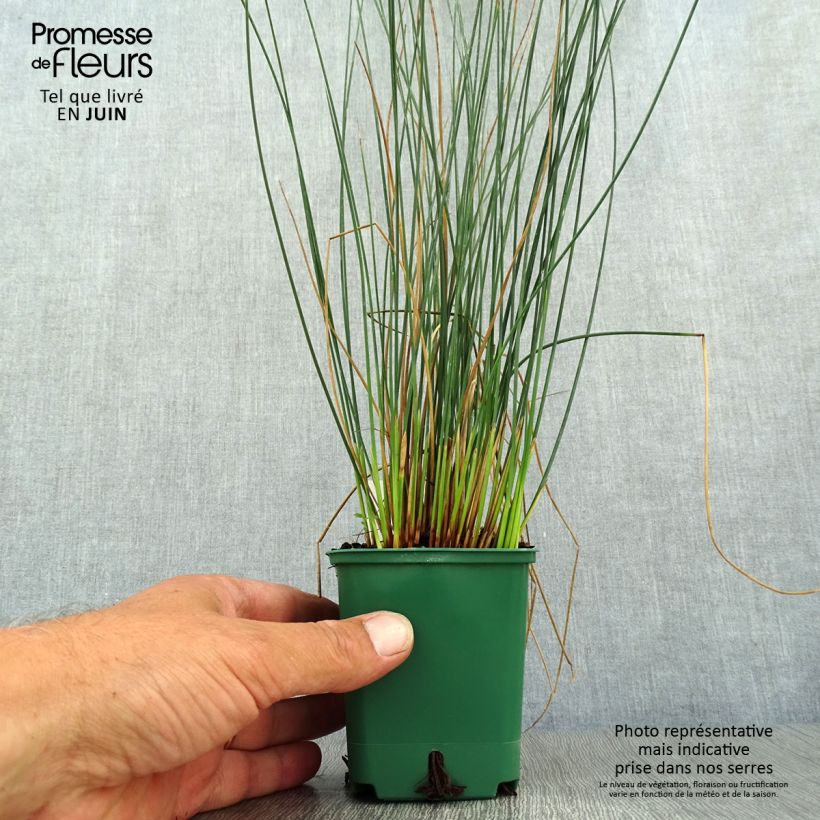 Ejemplar de Juncus inflexus Blue Dart Maceta de 8/9 cm entregado en verano
