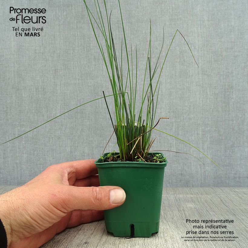 Juncus inflexus Blue Dart Maceta de 8/9 cm Ejemplar entregado en la primavera