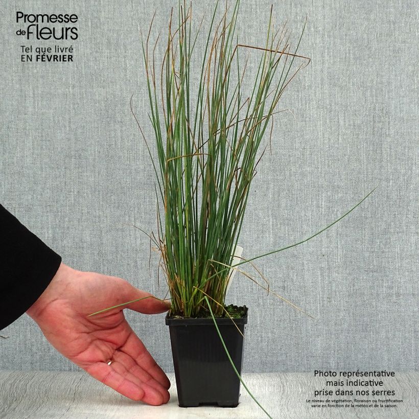 Juncus inflexus - Junco Maceta de 8/9 cm Ejemplar entregado en invierno