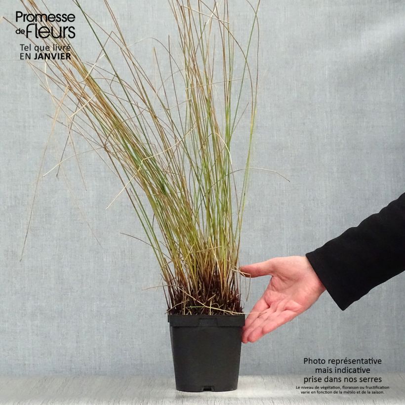 Juncus inflexus - Junco Maceta 2L/3L Ejemplar entregado en invierno