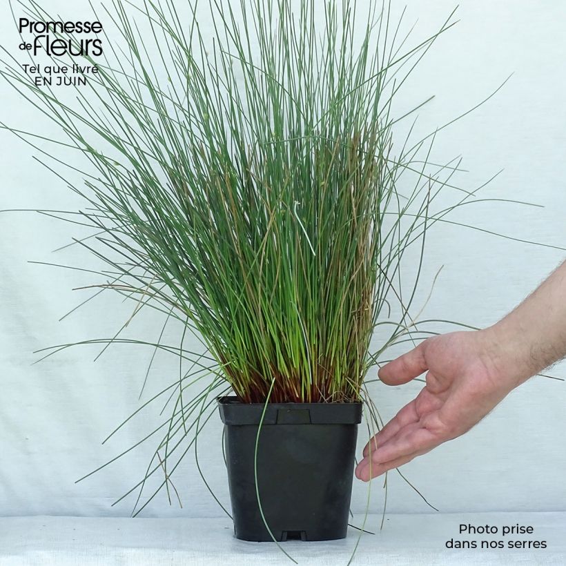 Ejemplar de Juncus inflexus - Junco Maceta 2L/3L entregado en verano