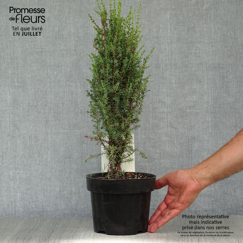 Ejemplar de Juniperus communis Arnold - Enebro común Maceta 2L/3L entregado en verano