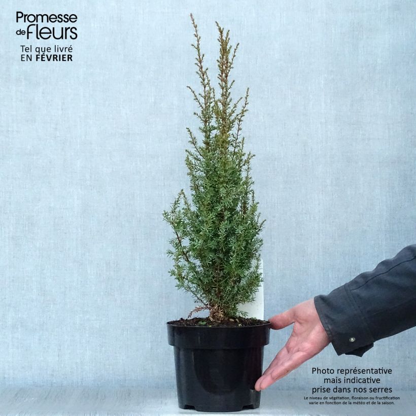 Juniperus communis Arnold - Enebro común Maceta 2L/3L Ejemplar entregado en invierno