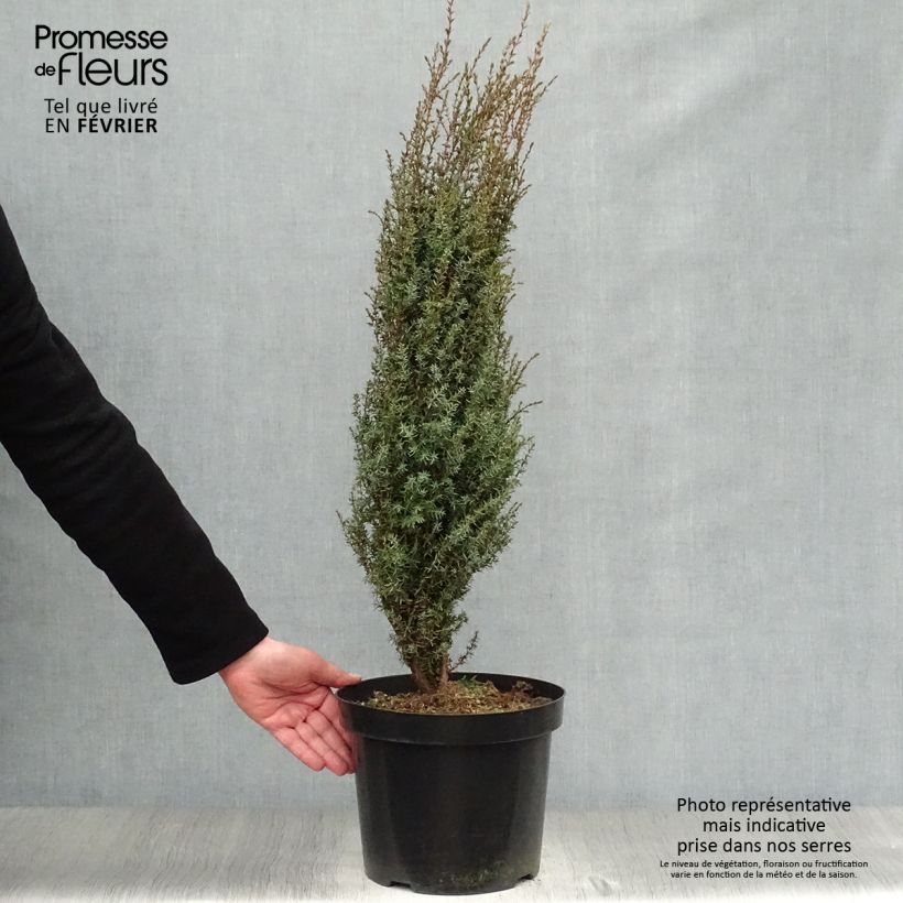Juniperus communis Arnold - Enebro común Maceta 7,5L/10L Ejemplar entregado en invierno