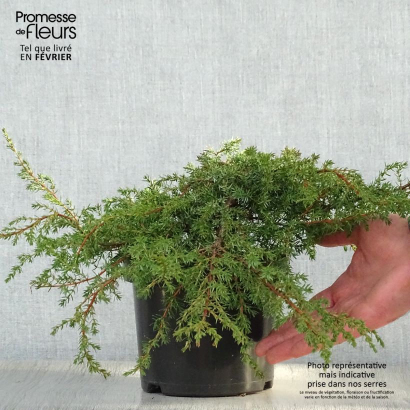 Juniperus communis Hornibrookii - Enebro común Maceta 2L/3L Ejemplar entregado en invierno