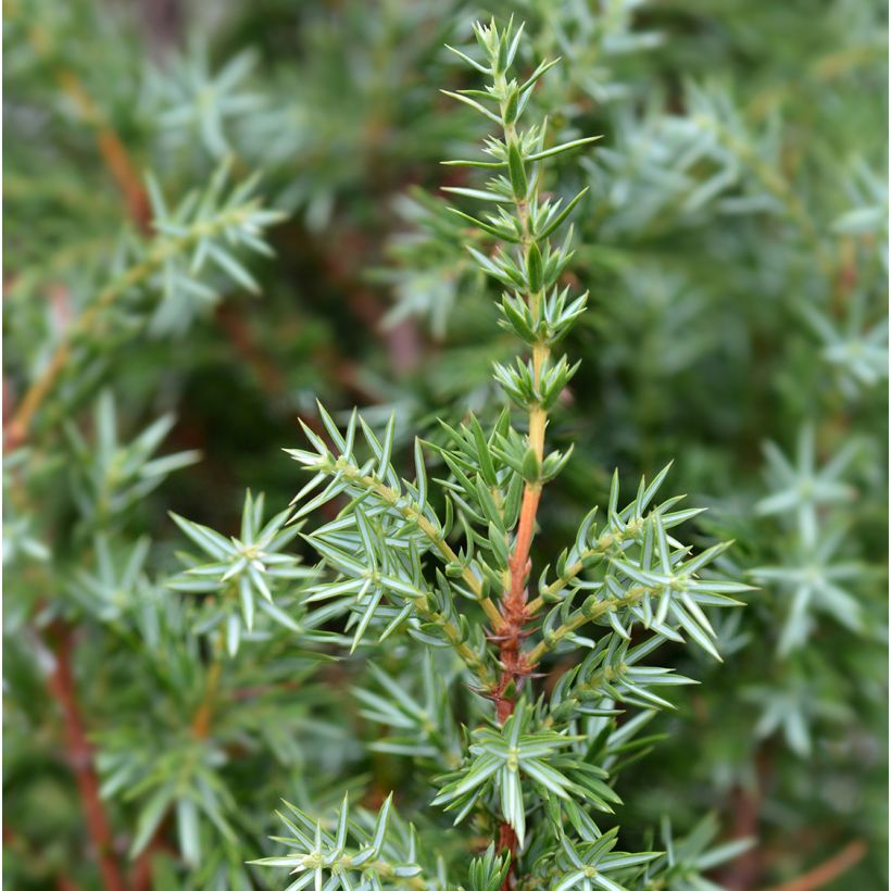 Juniperus communis Suecica - Enebro común (Follaje)