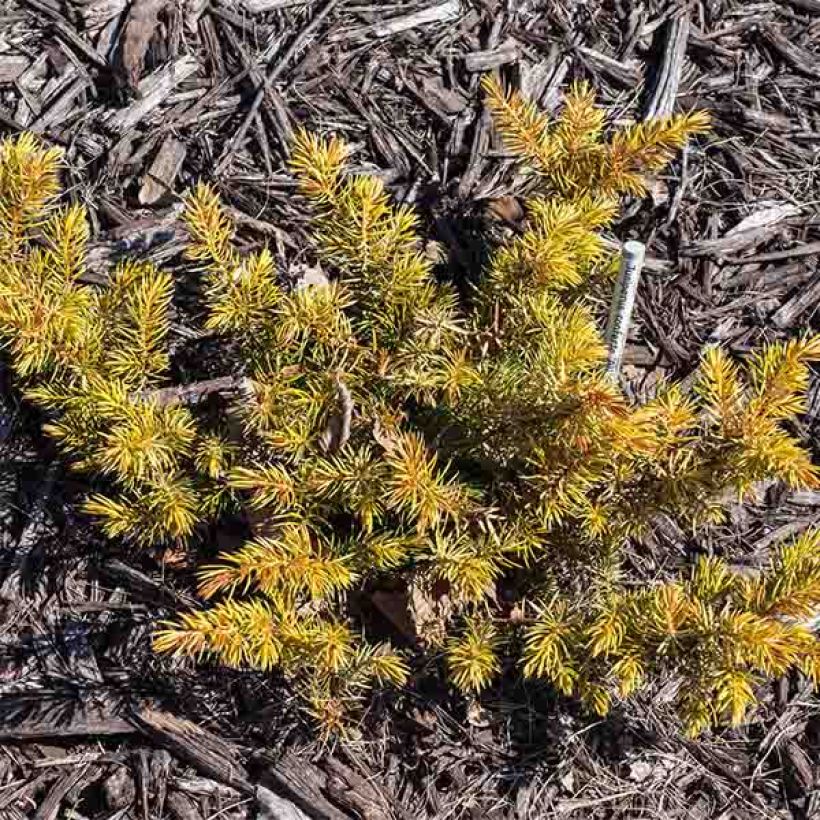 Juniperus conferta All Gold - Enebro (Porte)