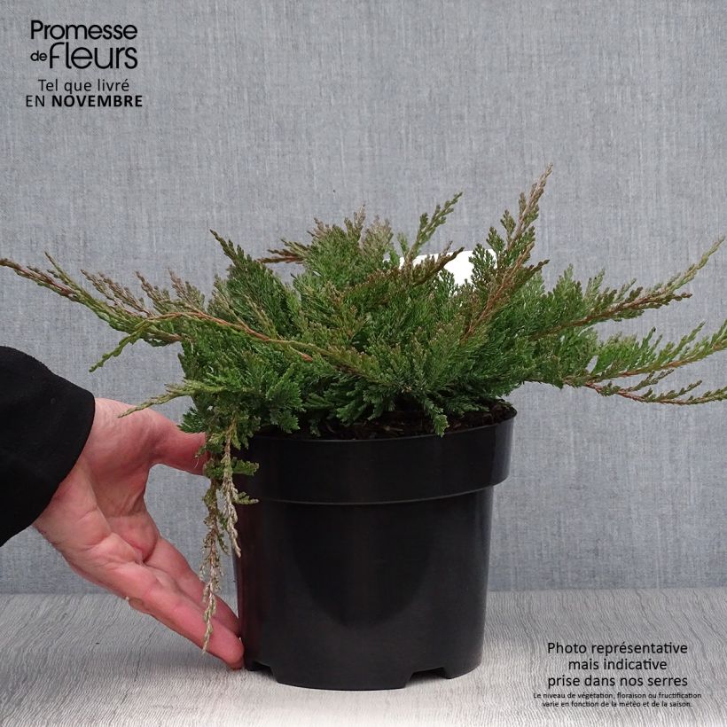 Ejemplar de Juniperus horizontalis Blue Chip - Enebro rastrero Maceta 2L/3L entregado en otoño
