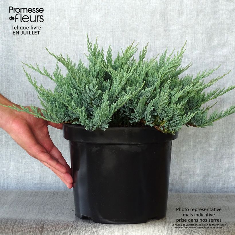 Ejemplar de Juniperus horizontalis Blue Chip - Enebro rastrero Maceta 7,5L/10L, Tallo alto entregado en verano