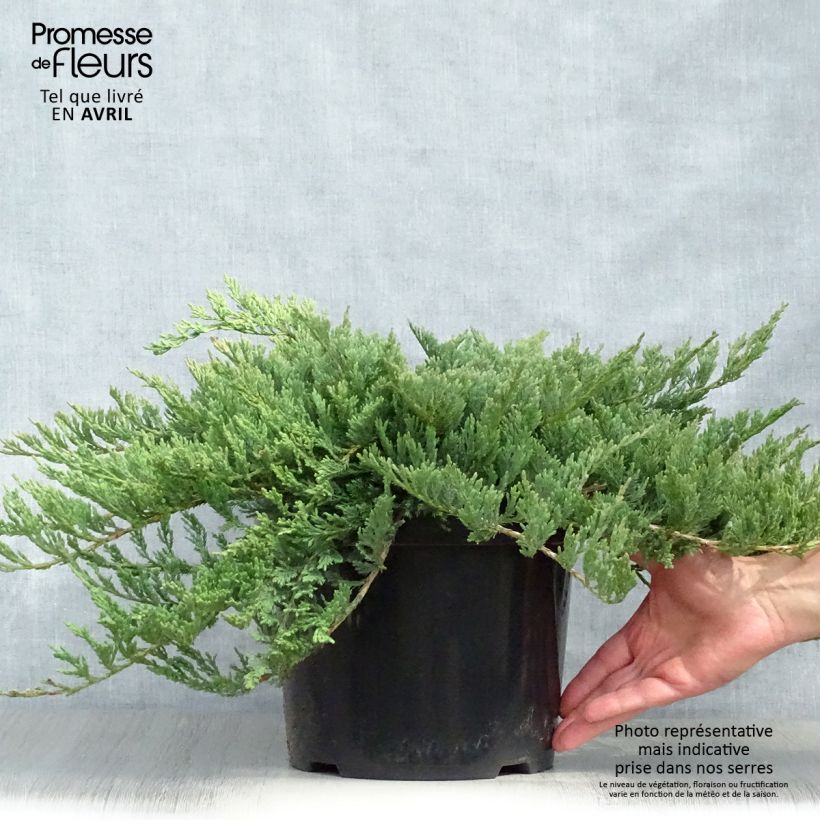 Juniperus horizontalis Blue Chip - Enebro rastrero Maceta 7,5L/10L, Tallo alto Ejemplar entregado en la primavera