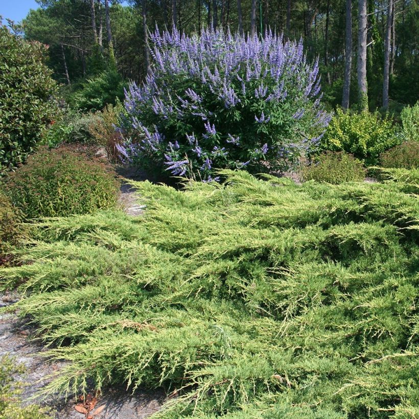 Juniperus media Pfitzeriana - Enebro híbrido (Porte)