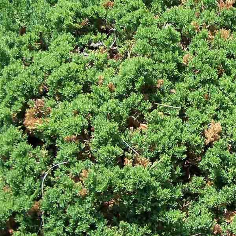 Juniperus procumbens Nana - Enebro (Follaje)