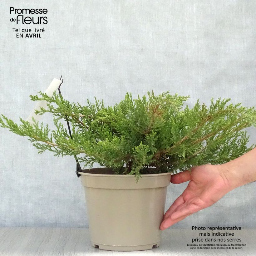 Juniperus sabina Rockery Gem - Enebro Maceta 4L/5L Ejemplar entregado en la primavera