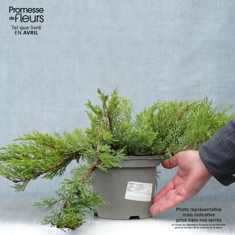 Juniperus sabina Tamariscifolia - Enebro Maceta 2L/3L Ejemplar entregado en la primavera