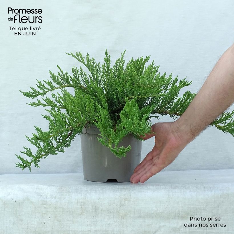 Ejemplar de Juniperus sabina Tamariscifolia - Enebro Maceta 2L/3L entregado en verano