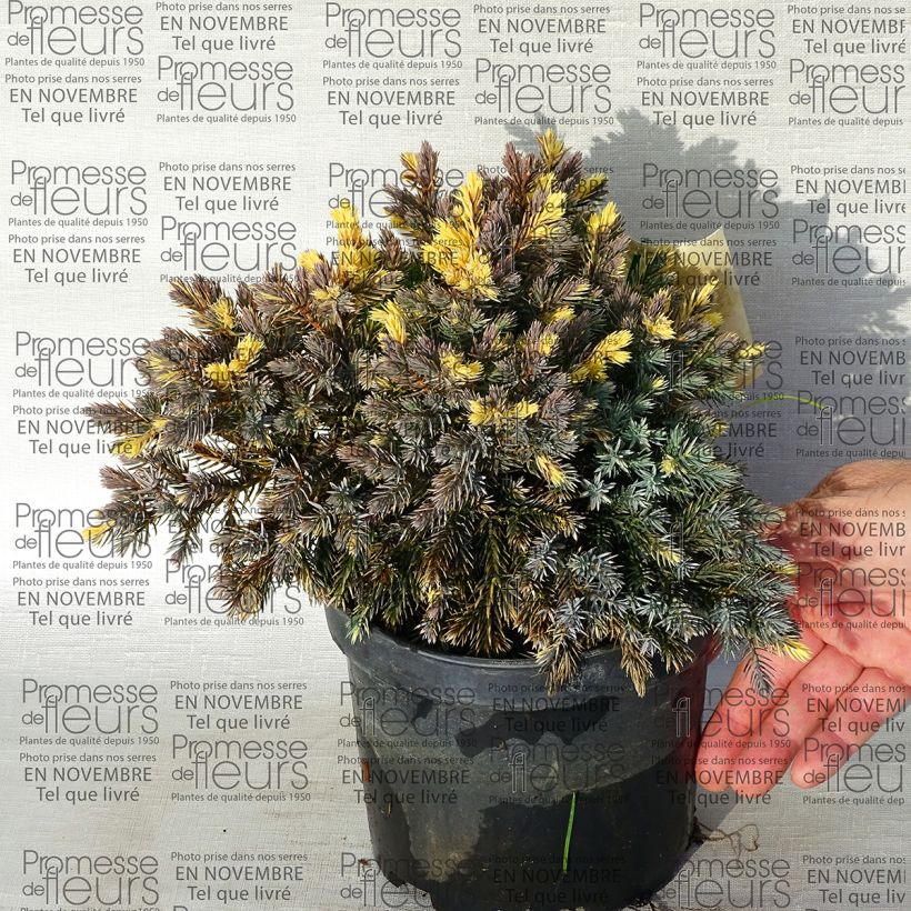 Ejemplo de ejemplar de Juniperus squamata Floreant - Enebro escamoso Maceta 2L/3L tal y como se entrega