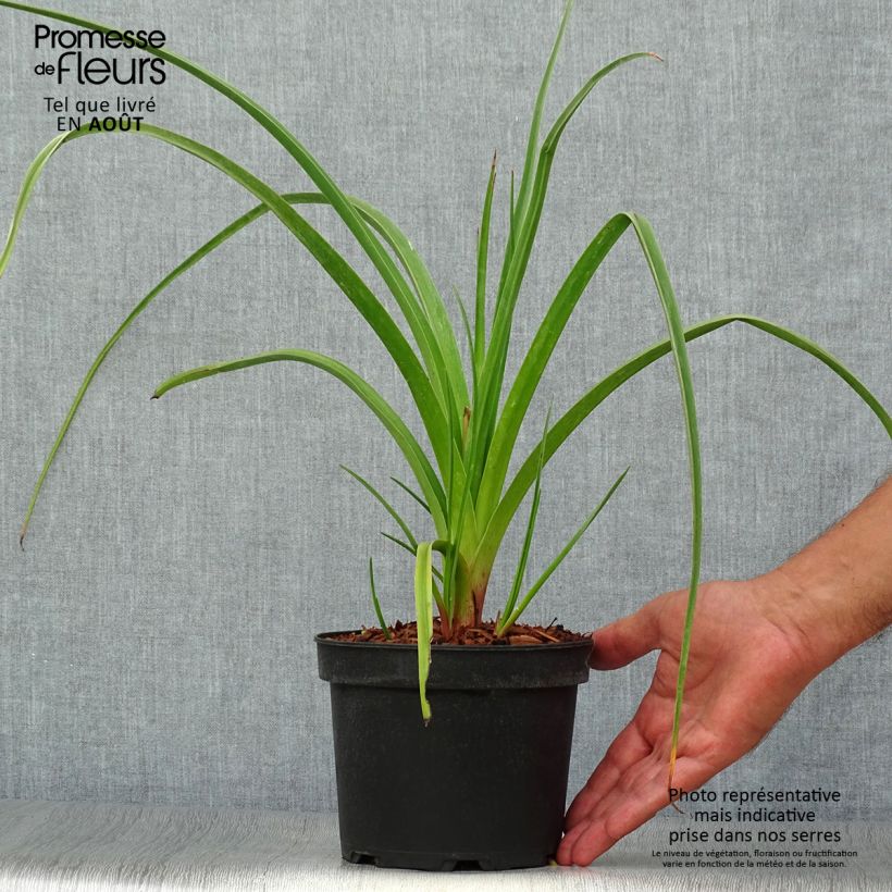 Ejemplar de Kniphofia Alcazar Maceta 2L/3L entregado en verano