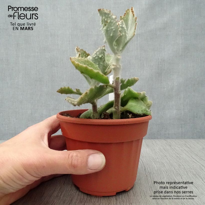 Kalanchoe beharensis subnuda Maceta de 12 cm / 13 cm Ejemplar entregado en la primavera