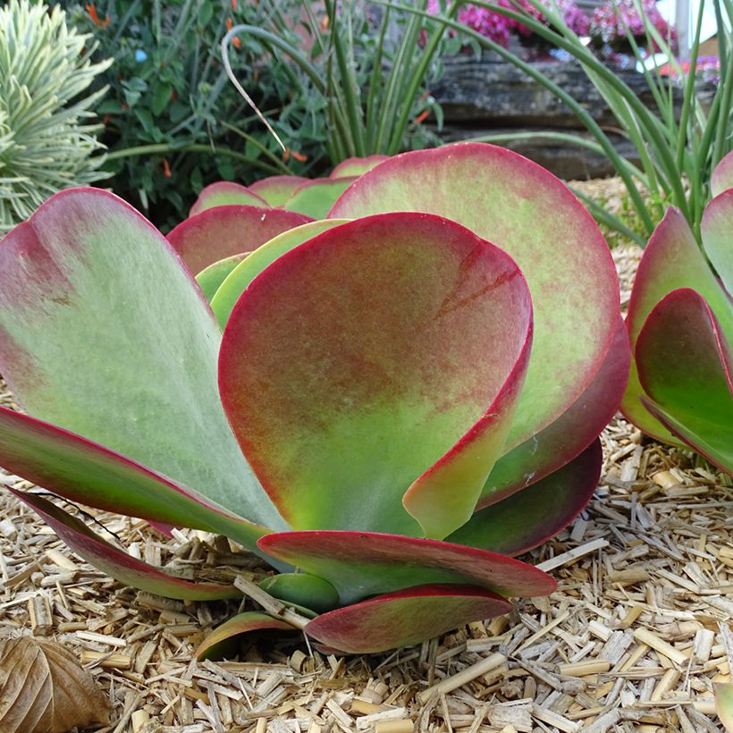 Kalanchoe thyrsiflora Bronze Sculpture (Porte)