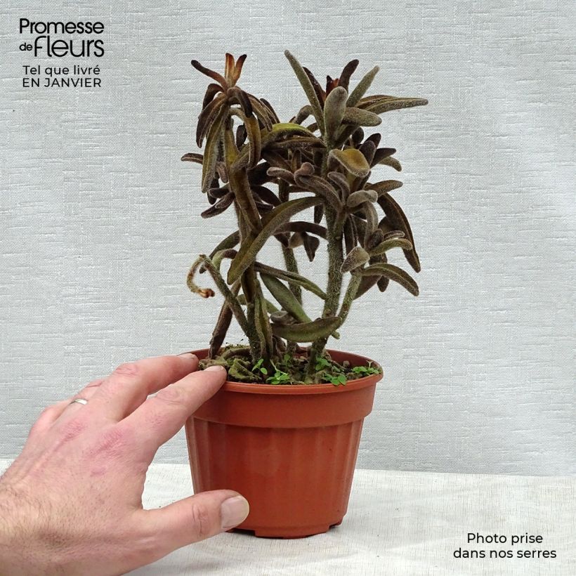 Kalanchoe tomentosa Maceta de 12 cm / 13 cm Ejemplar entregado en invierno