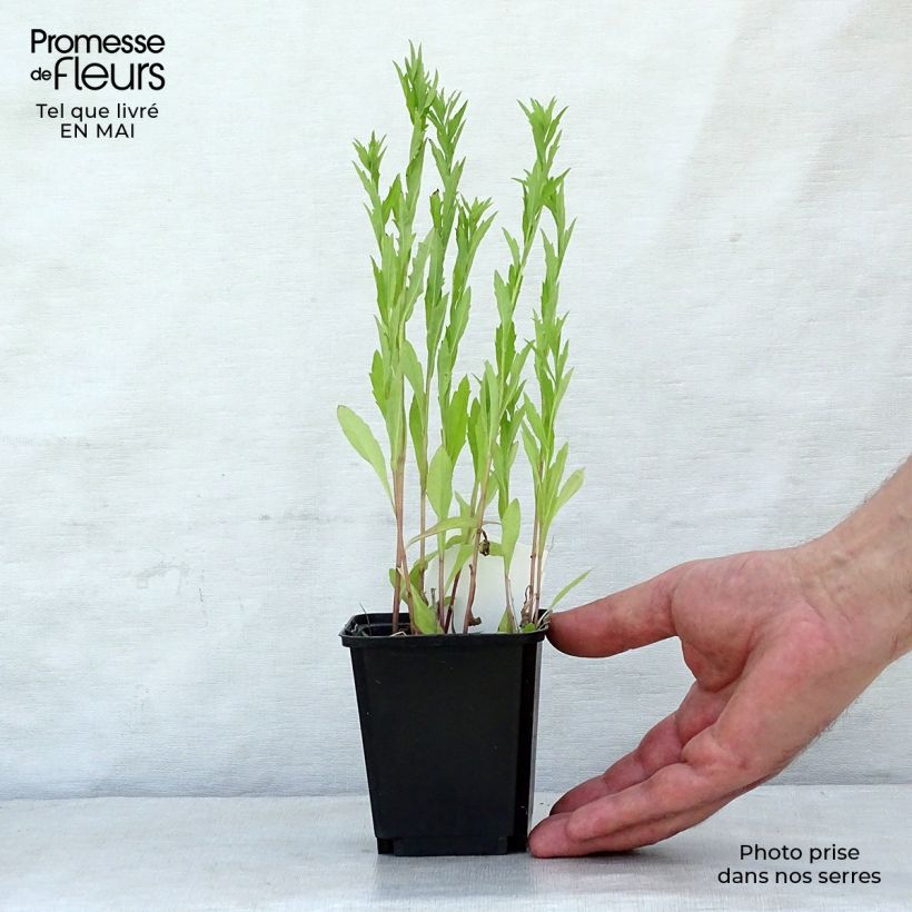 Kalimeris incisa - Aster japonés Maceta de 8/9 cm Ejemplar entregado en la primavera