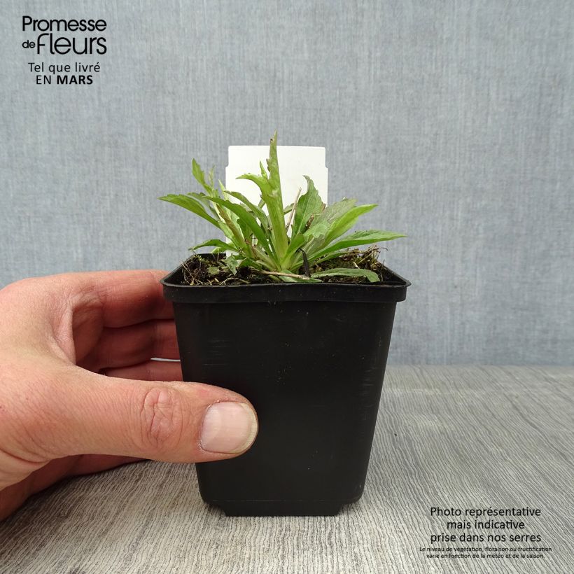 Kalimeris incisa Alba - Aster japonés Maceta de 8/9 cm Ejemplar entregado en la primavera