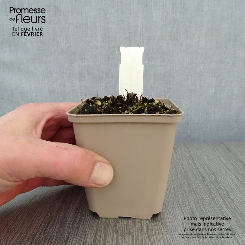 Kalimeris incisa Blue Star - Aster japonés Maceta de 8/9 cm Ejemplar entregado en invierno