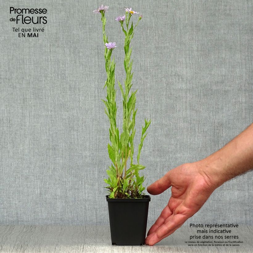 Kalimeris incisa Blue Star - Aster japonés Maceta de 8/9 cm Ejemplar entregado en la primavera