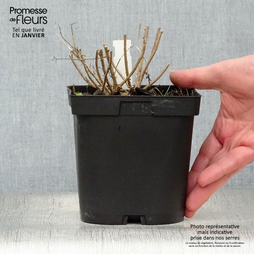 Kalimeris incisa Blue Star - Aster japonés Maceta 2L/3L Ejemplar entregado en invierno