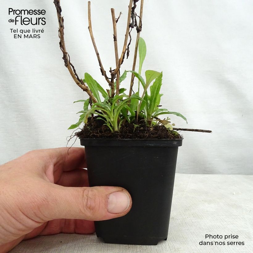 Kalimeris incisa Charlotte - Aster japonés Maceta de 8/9 cm Ejemplar entregado en la primavera