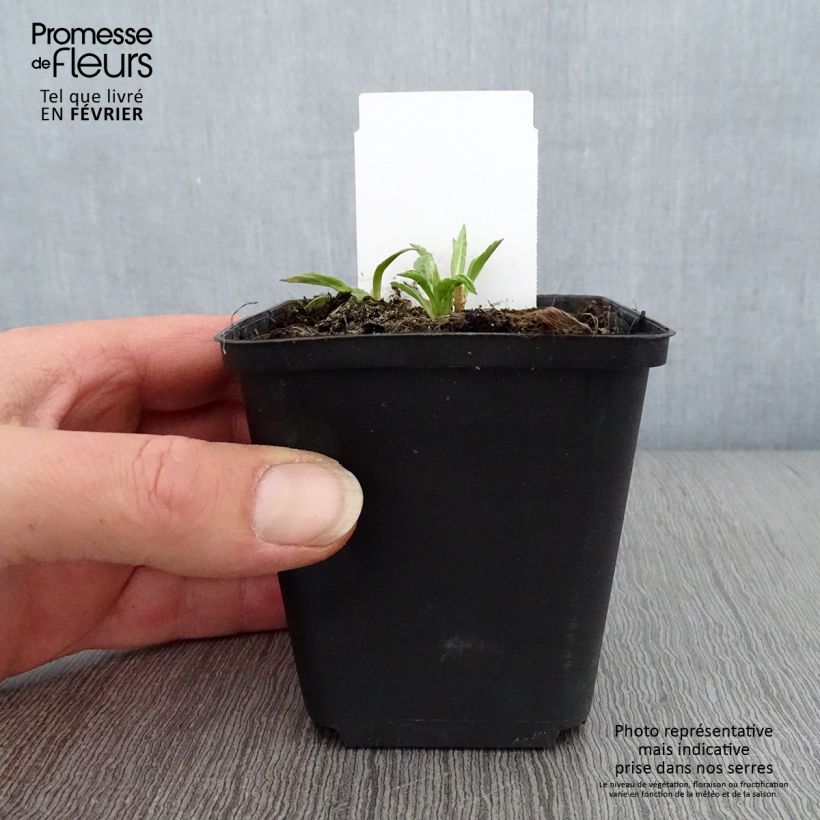 Kalimeris incisa Charlotte - Aster japonés Maceta de 8/9 cm Ejemplar entregado en invierno